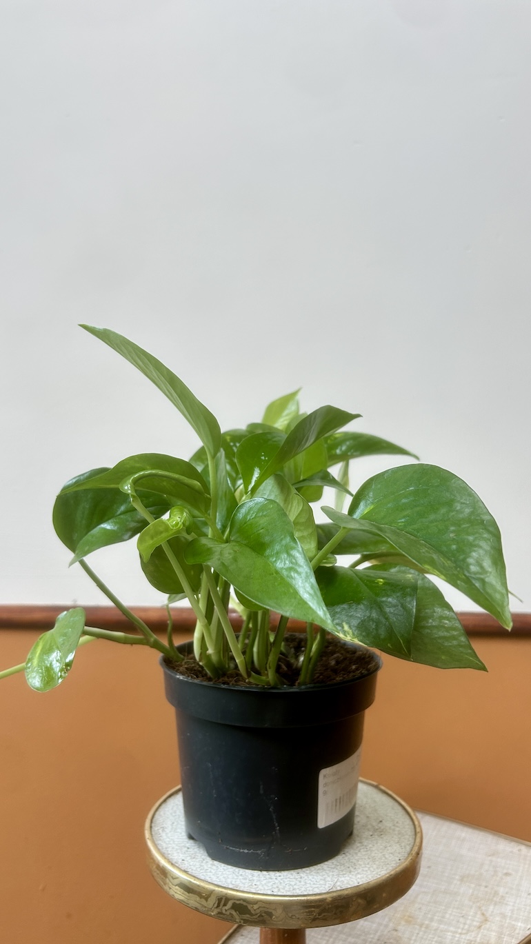 Epipremnum Adopcja