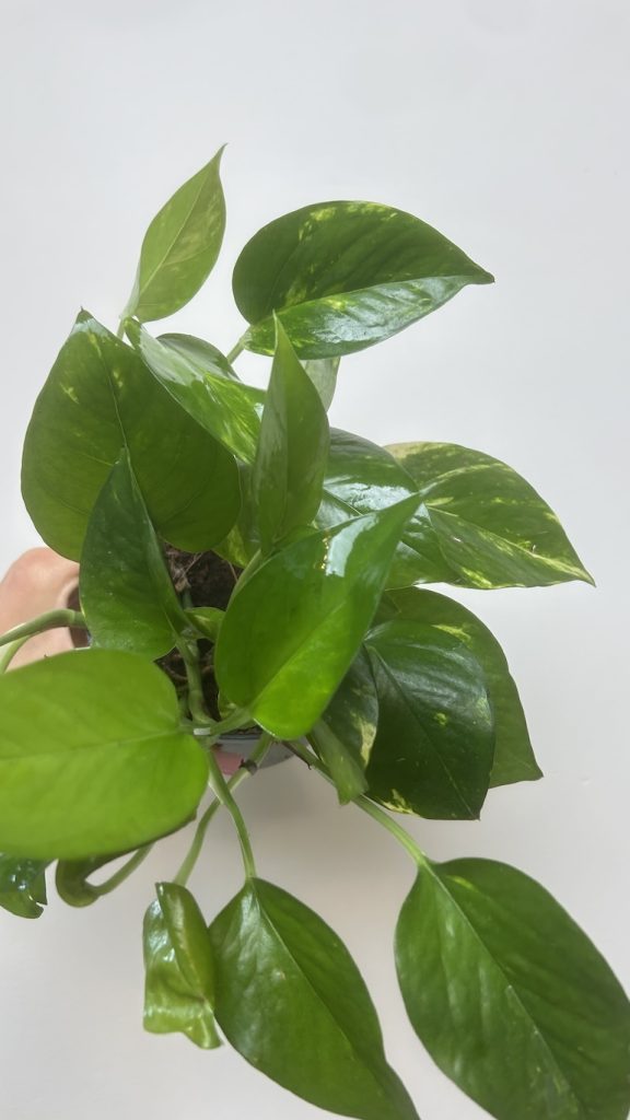 Epipremnum Adopcja