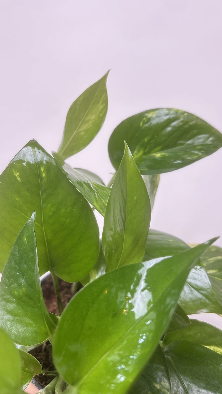 Epipremnum Adopcja