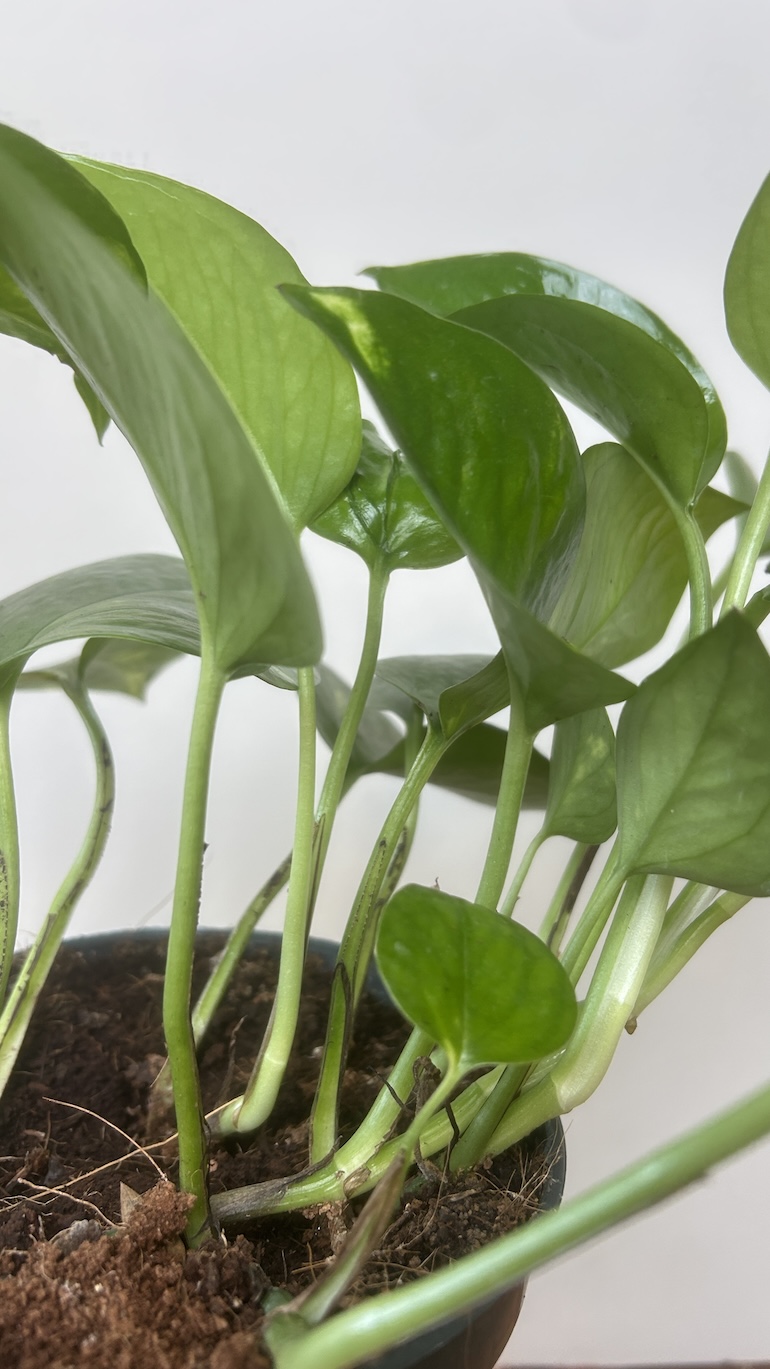 Epipremnum Adopcja