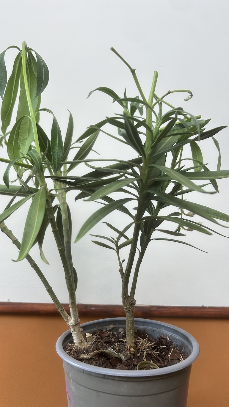 Oleander Adopcja