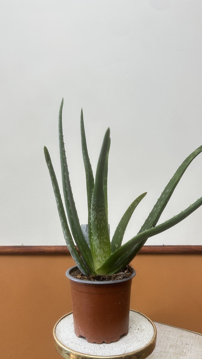 Aloes Adopcja