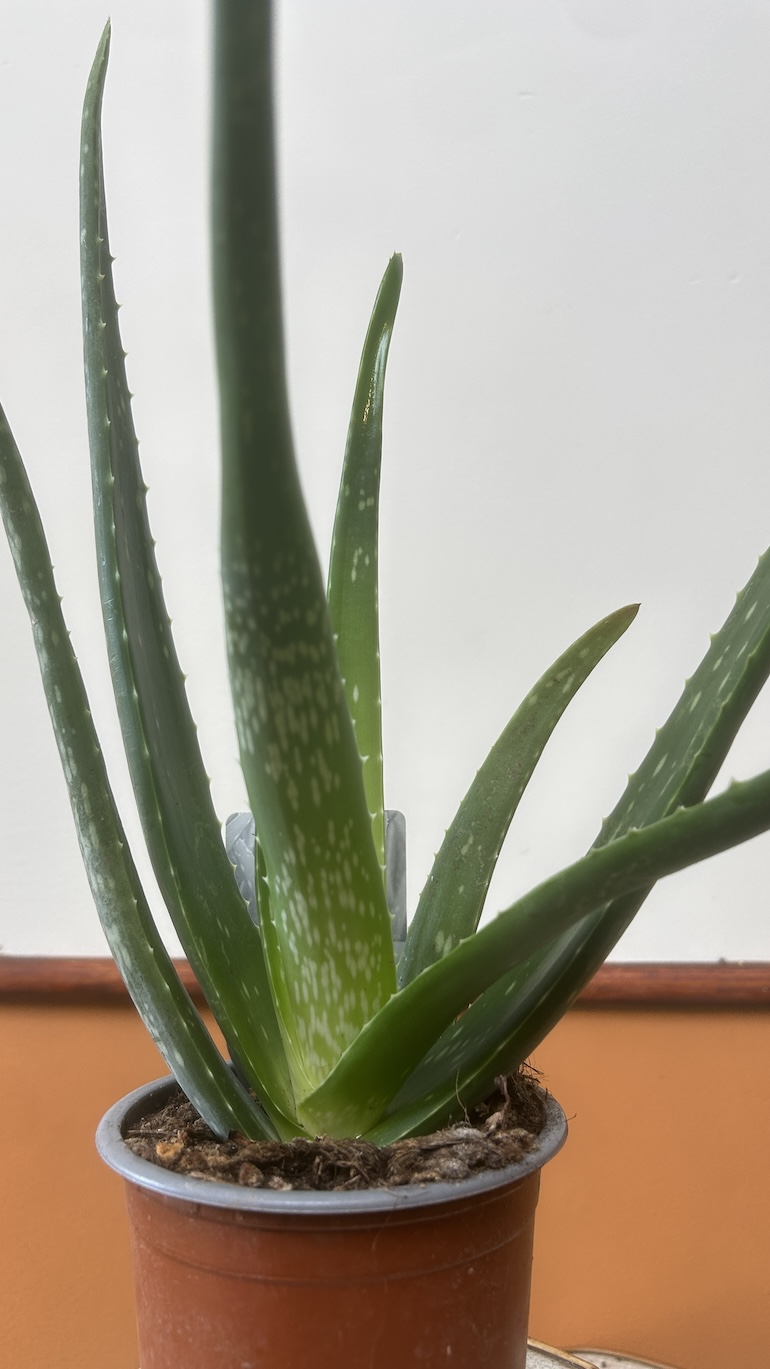 Aloes Adopcja