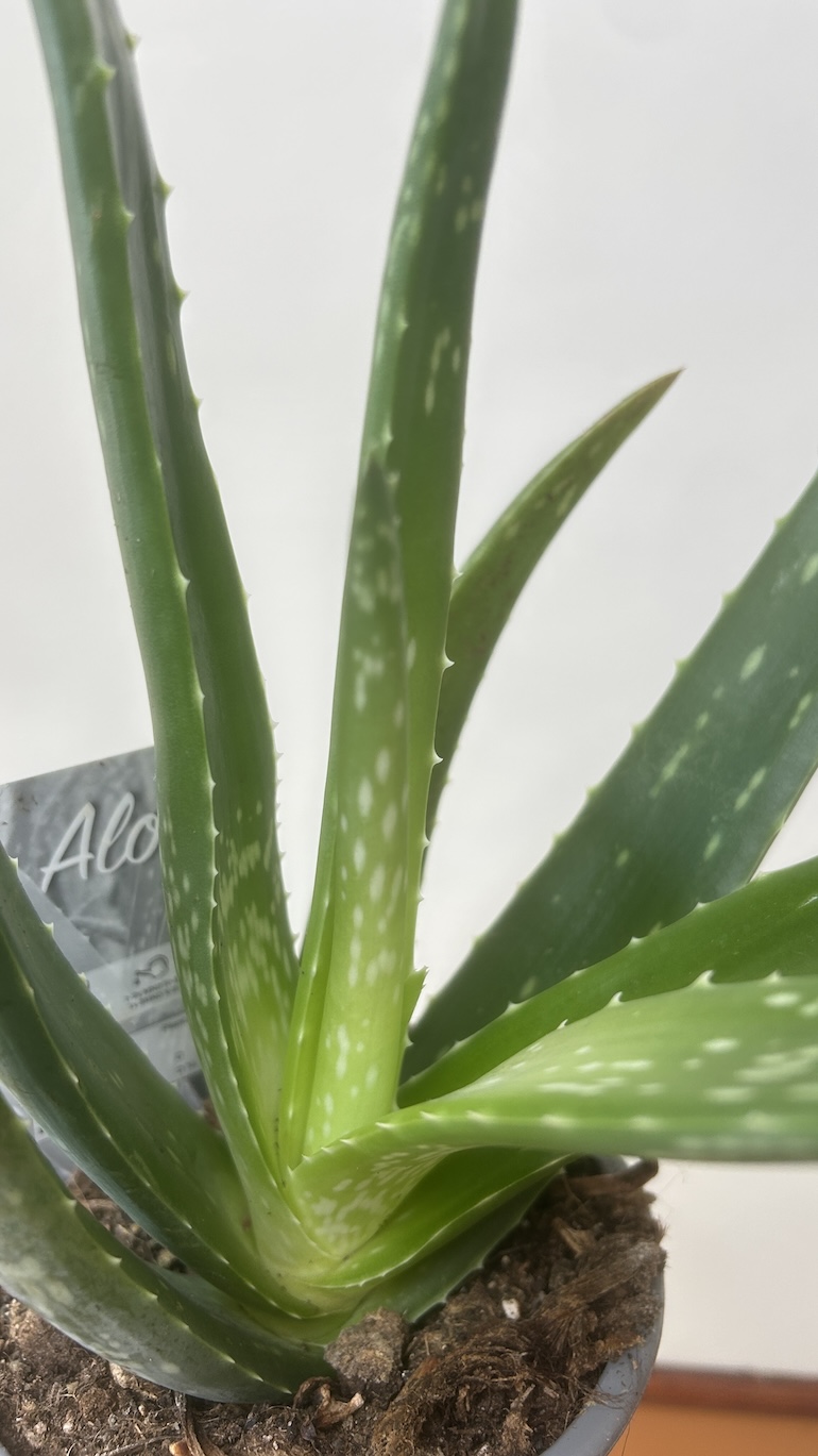 Aloes Adopcja