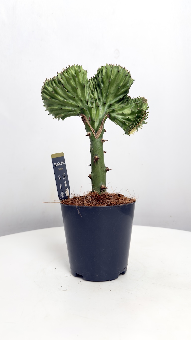 Euphorbia lactea Cristata