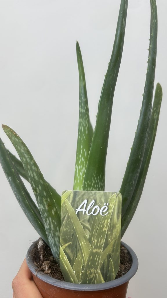 Aloes Adopcja
