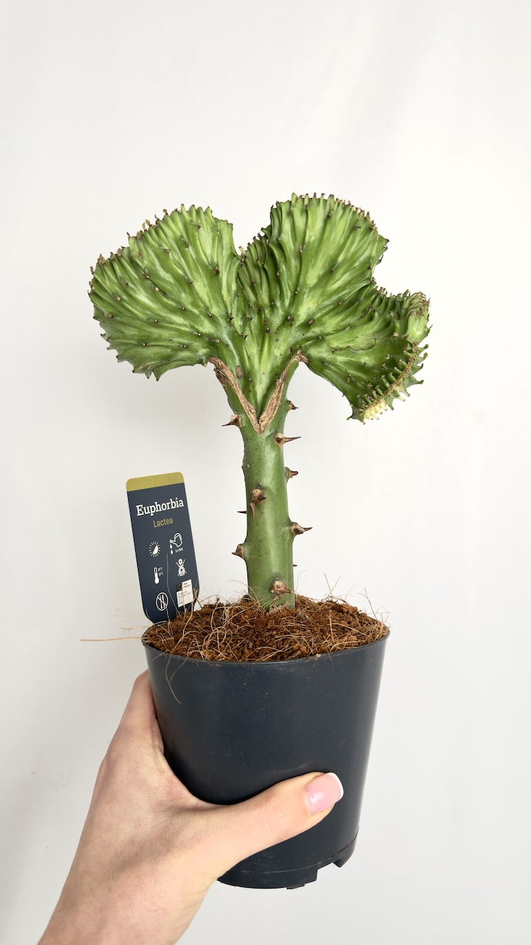 Euphorbia lactea Cristata