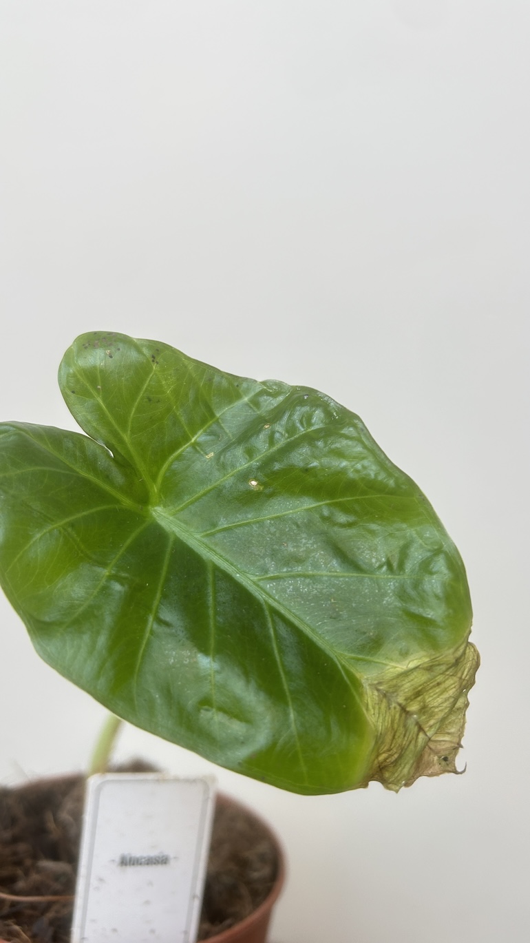 Alocasia Adopcja