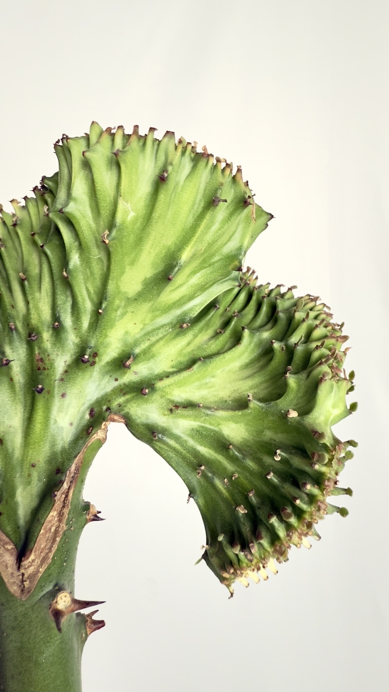 Euphorbia lactea Cristata