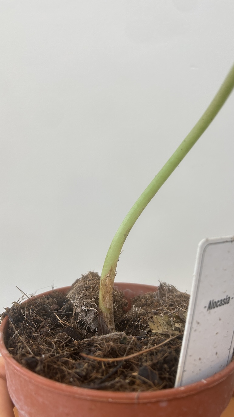Alocasia Adopcja