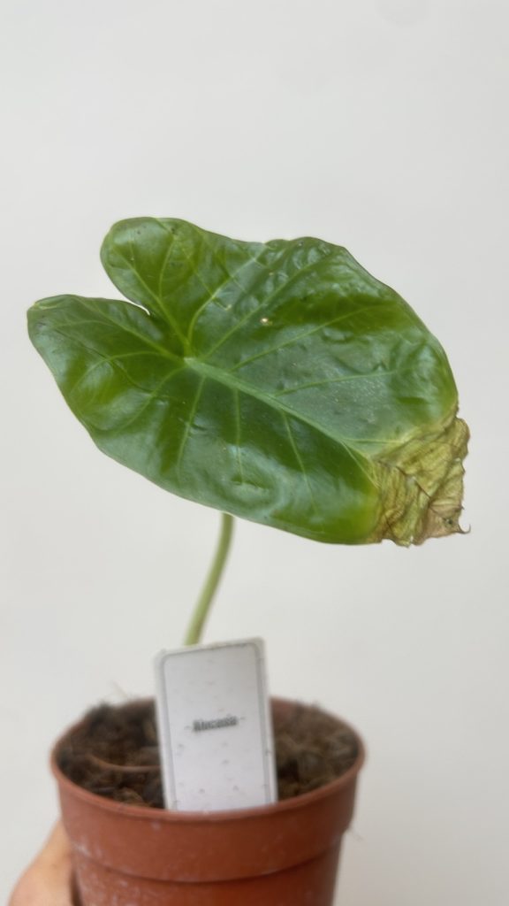 Alocasia Adopcja