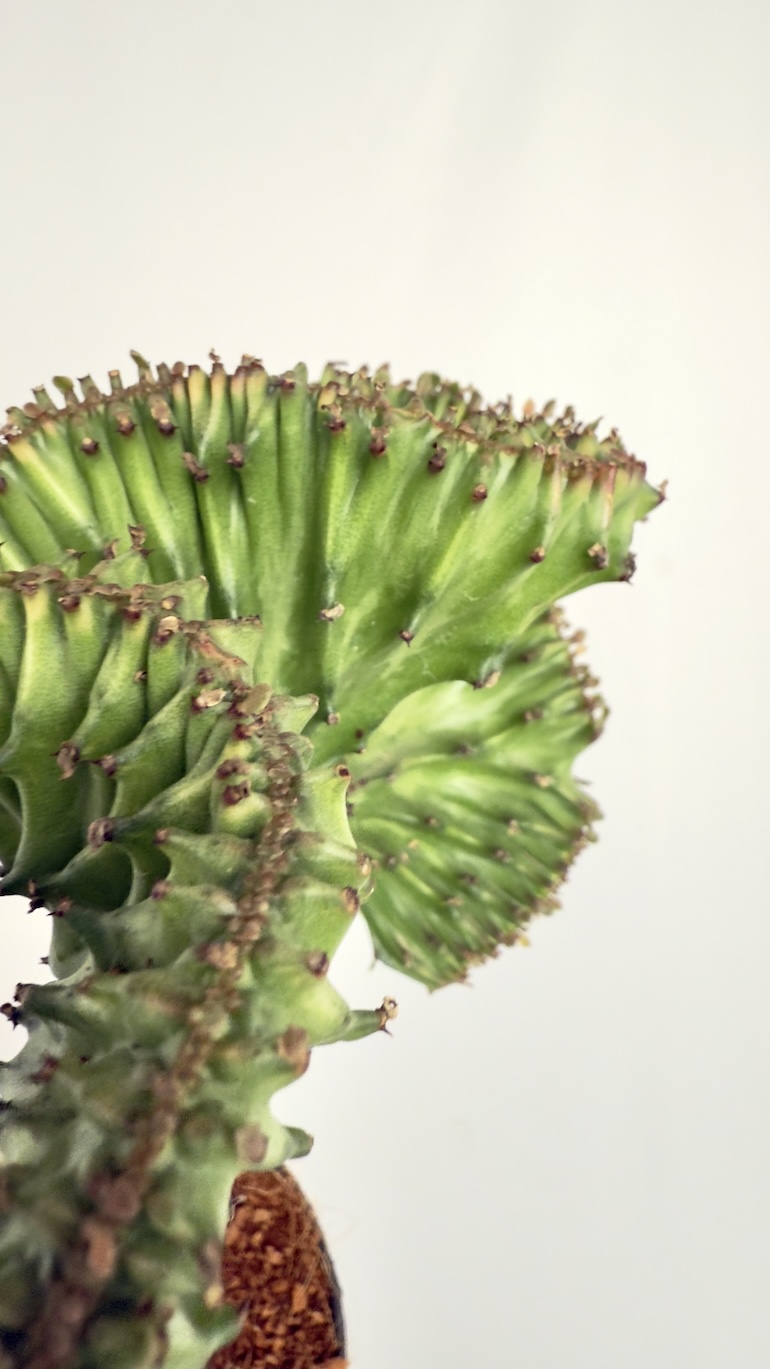 Euphorbia lactea Cristata