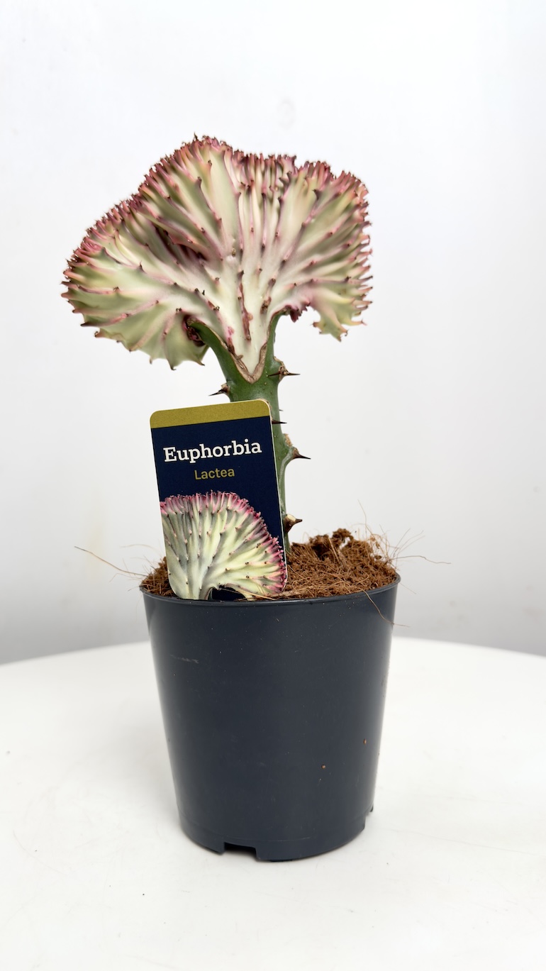 Euphorbia lactea Cristata Rubra