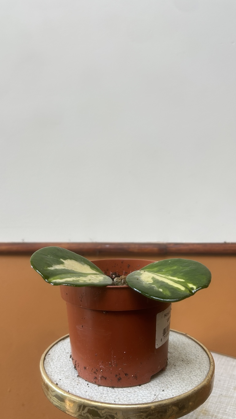 Hoya Obovata Adopcja