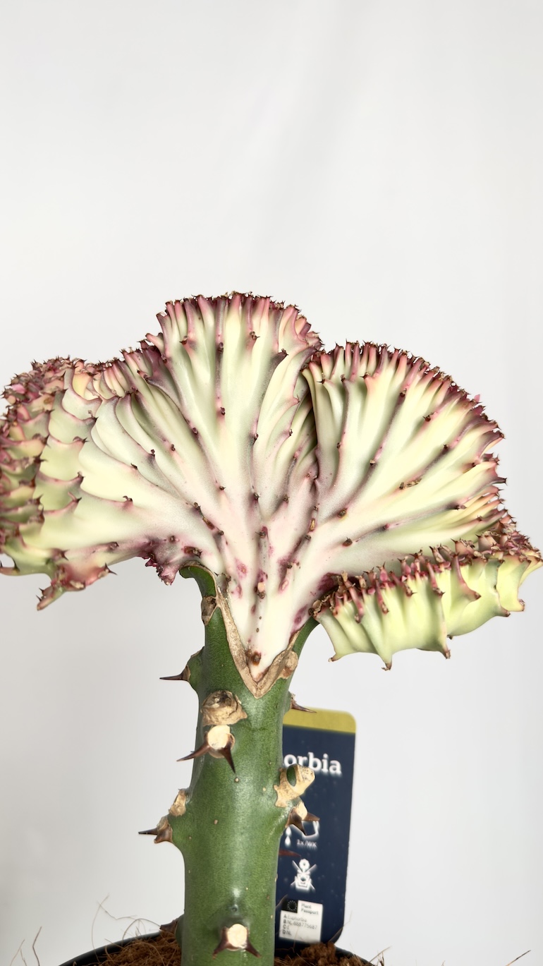 Euphorbia lactea Cristata Rubra