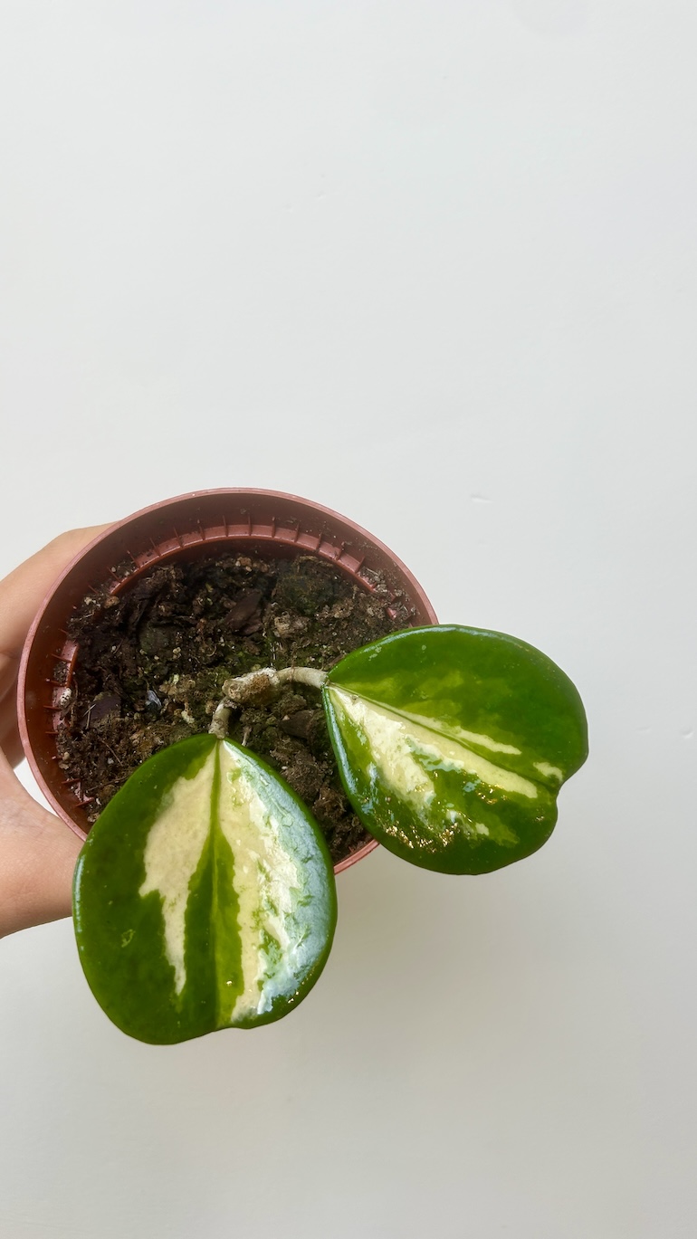 Hoya Obovata Adopcja