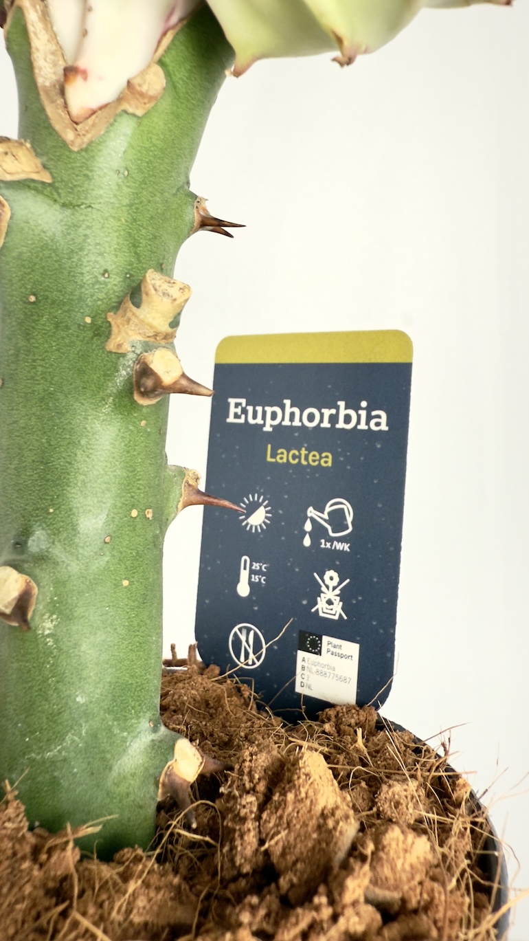 Euphorbia lactea Cristata Rubra