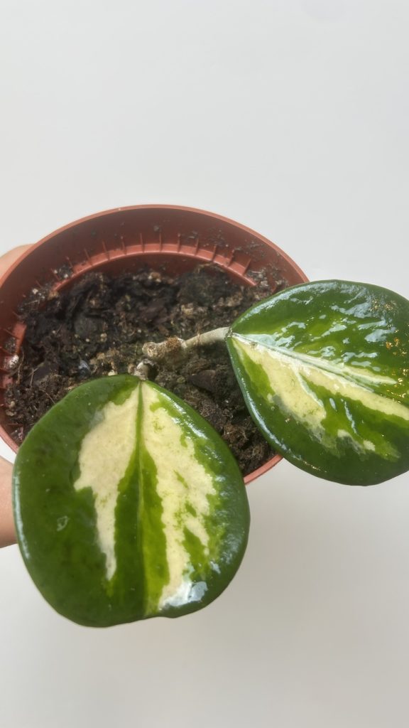 Hoya Obovata Adopcja