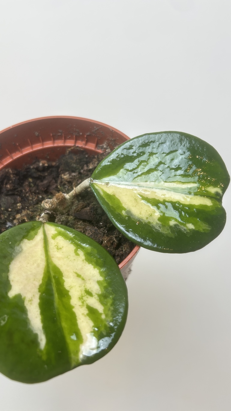 Hoya Obovata Adopcja