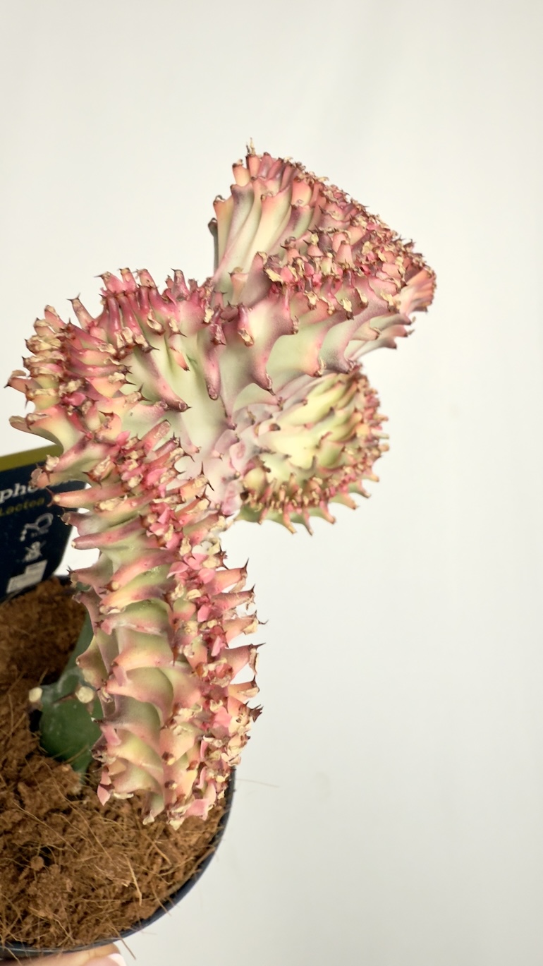 Euphorbia lactea Cristata Rubra