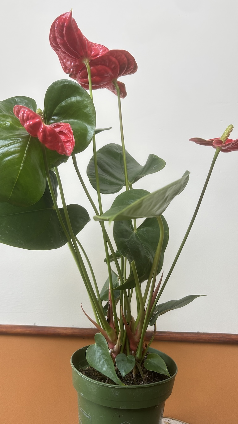 Anthurium Czerwone Adopcja