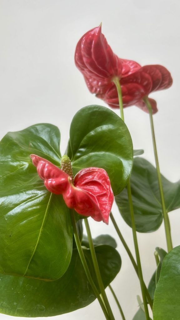 Anthurium Czerwone Adopcja