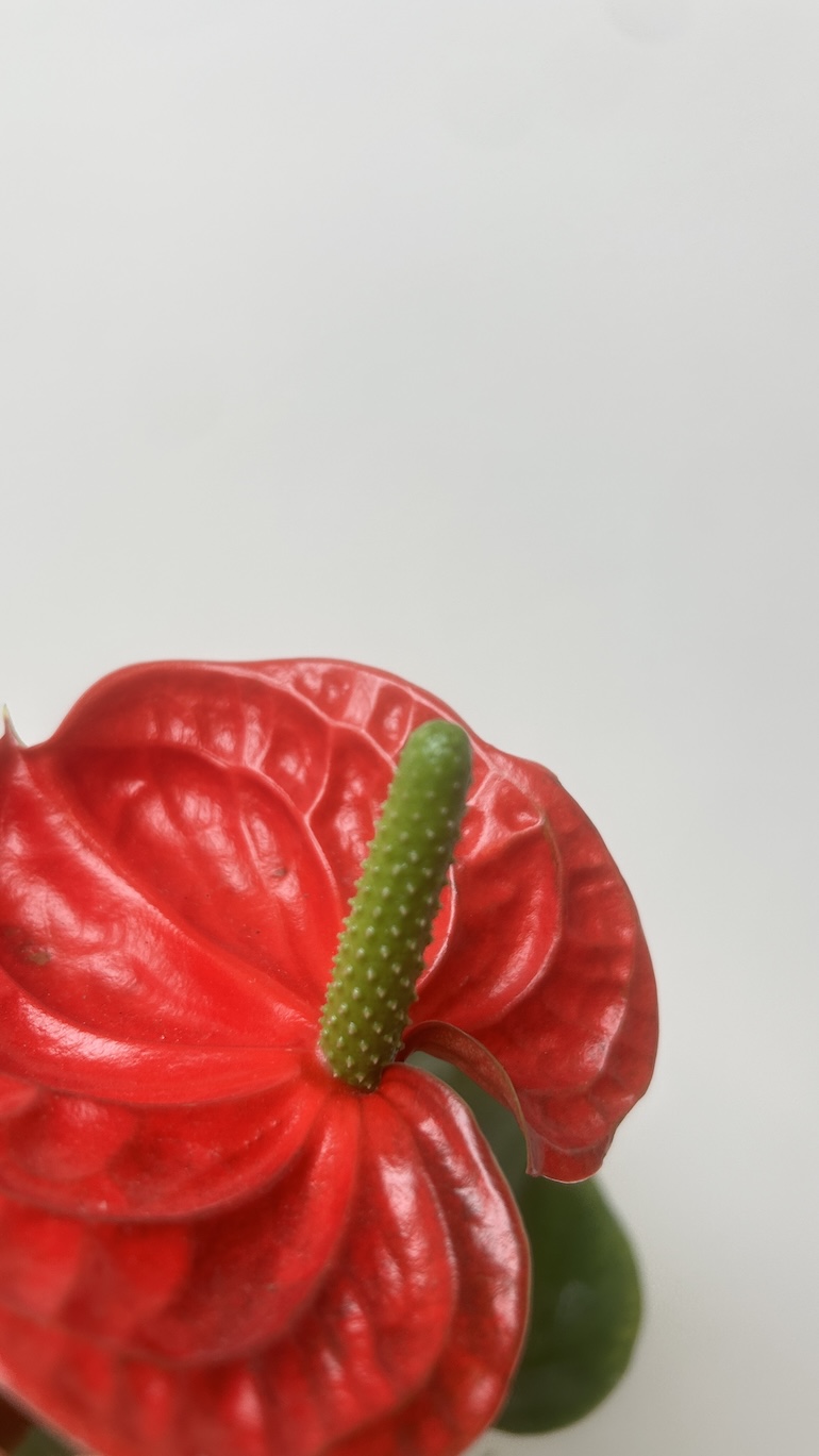 Anthurium Czerwone Adopcja