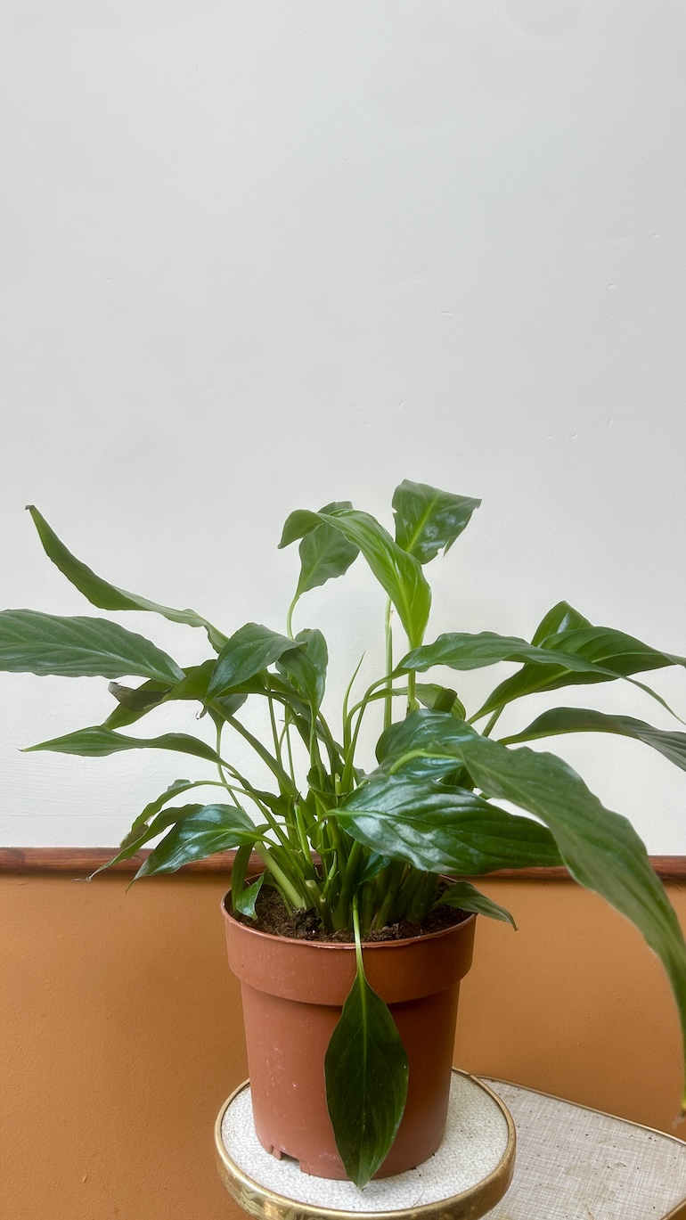 Skrzydłokwiat Adopcja