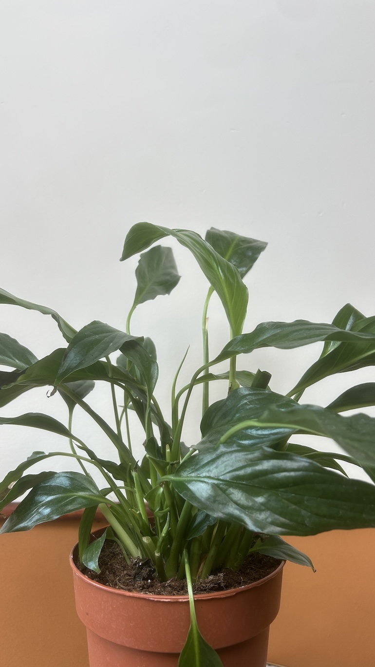 Skrzydłokwiat Adopcja