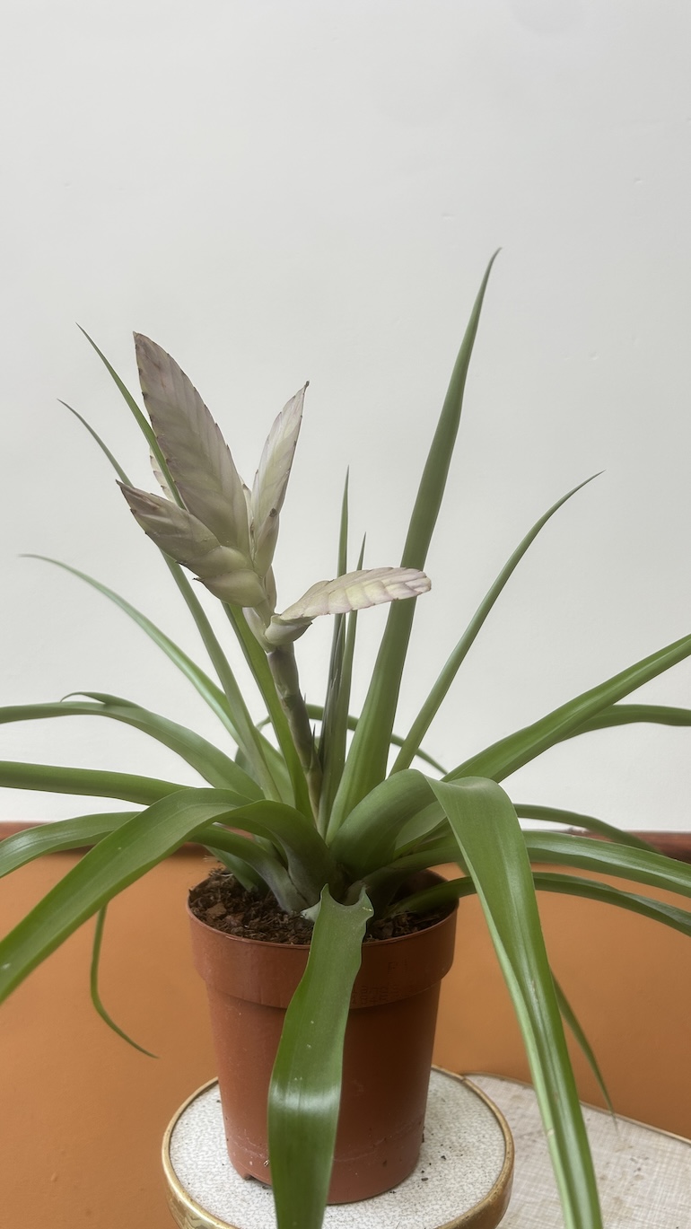 Tillandsia Adopcja