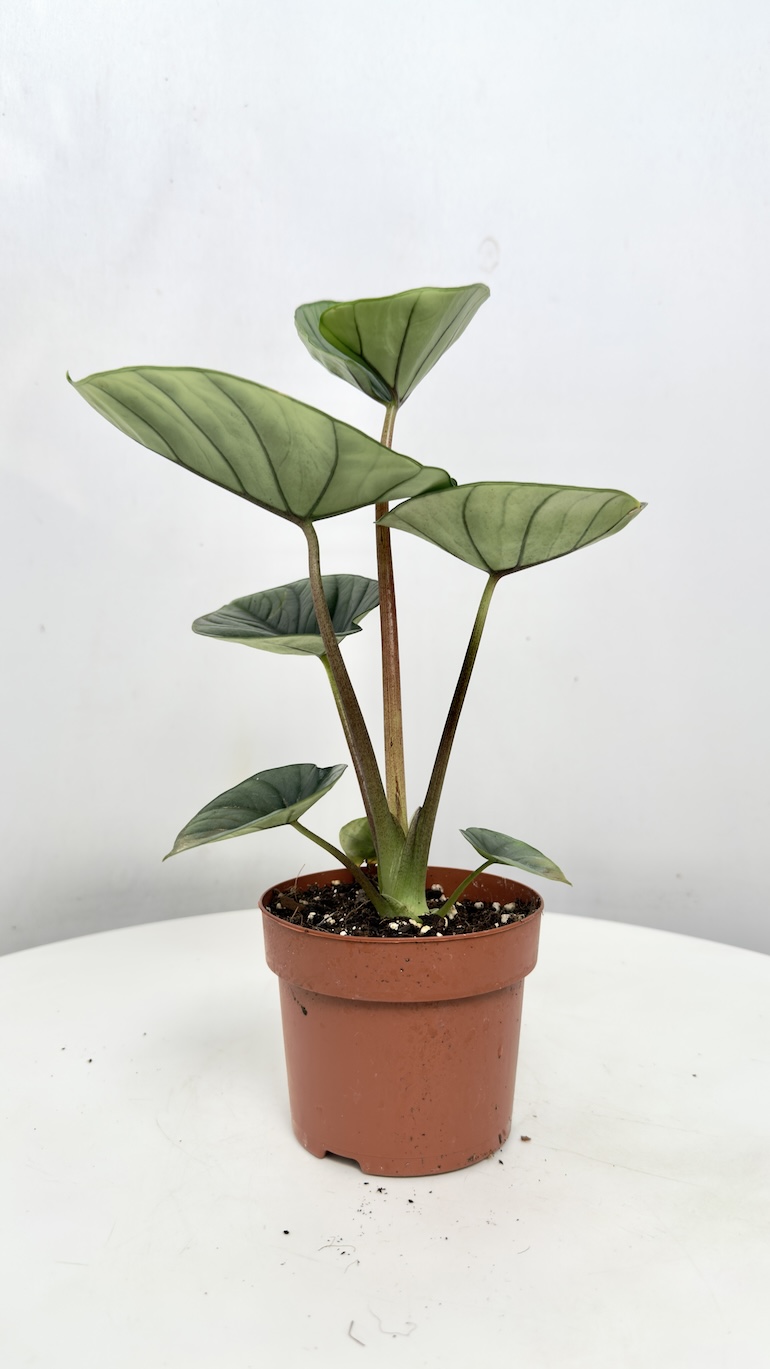 Alocasia Bisma Silver