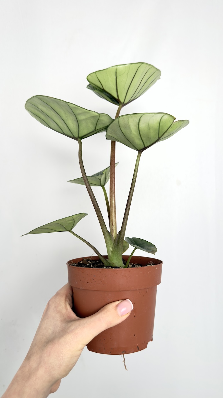 Alocasia Bisma Silver