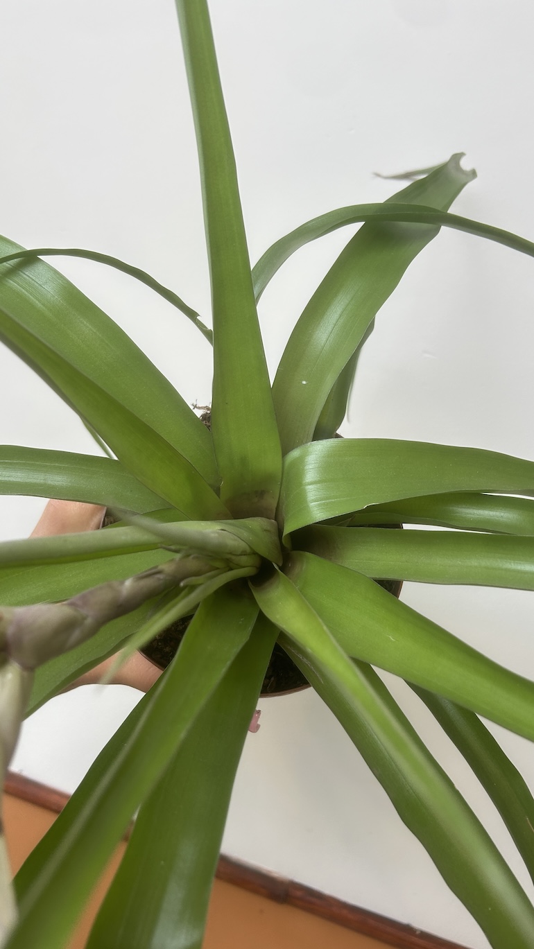 Tillandsia Adopcja