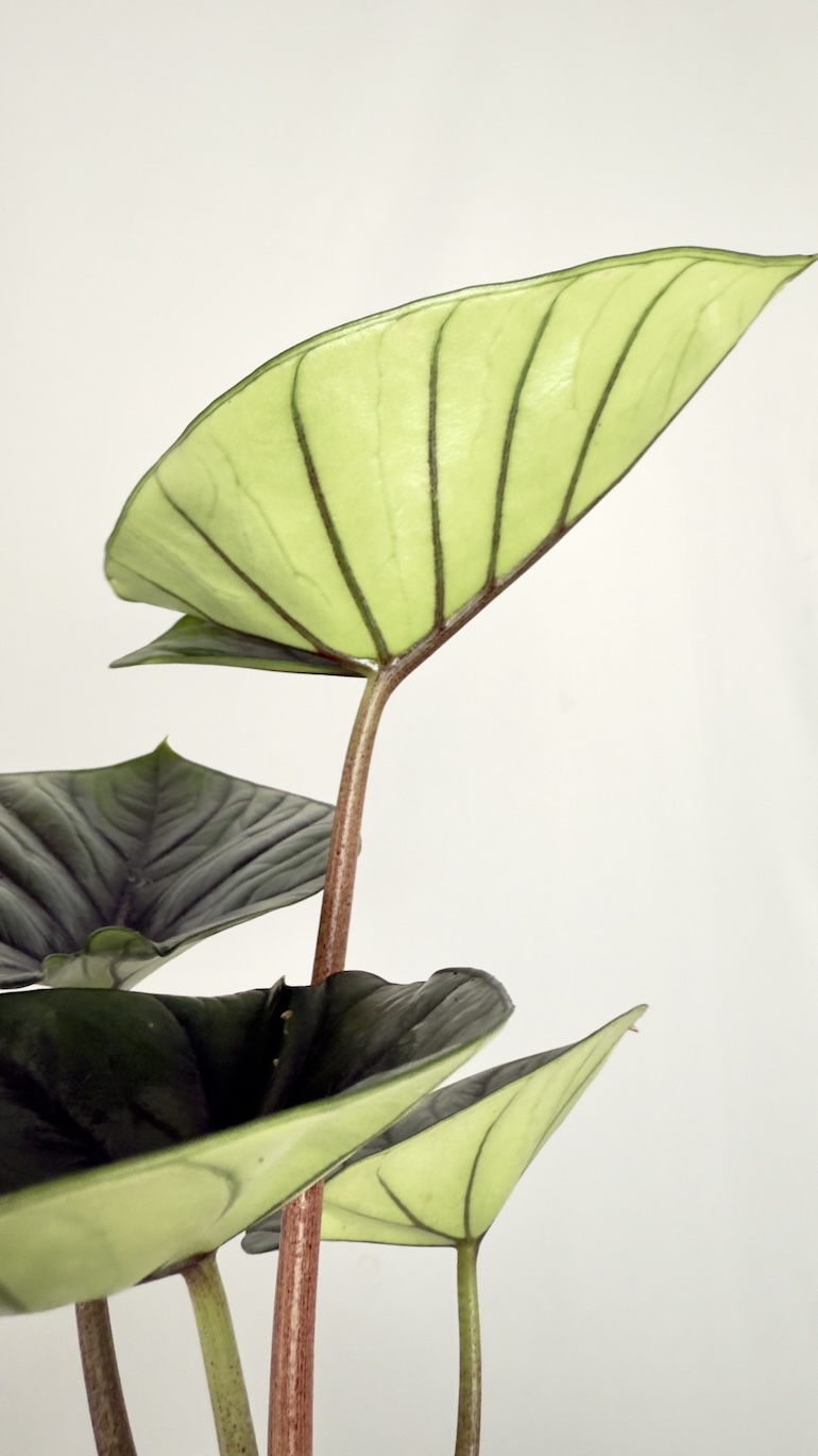 Alocasia Bisma Silver