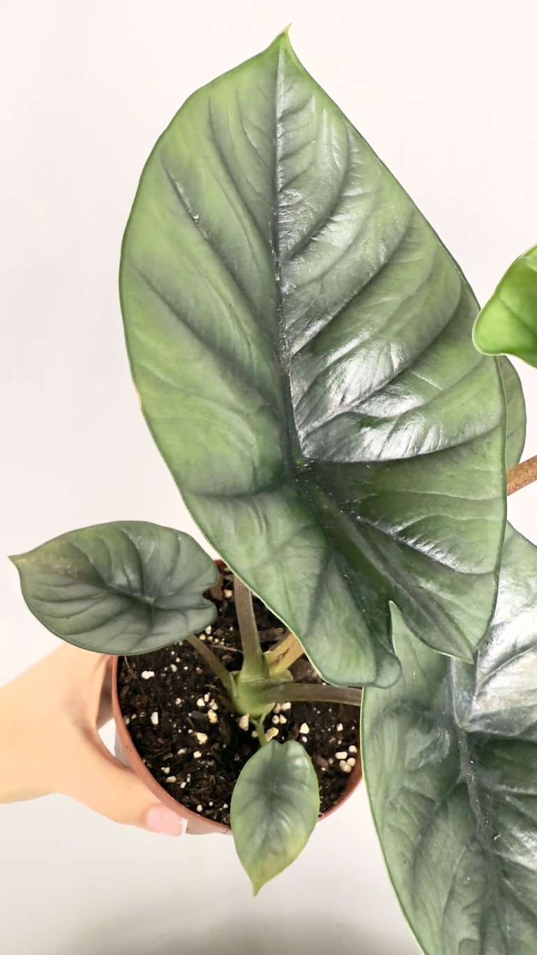 Alocasia Bisma Silver