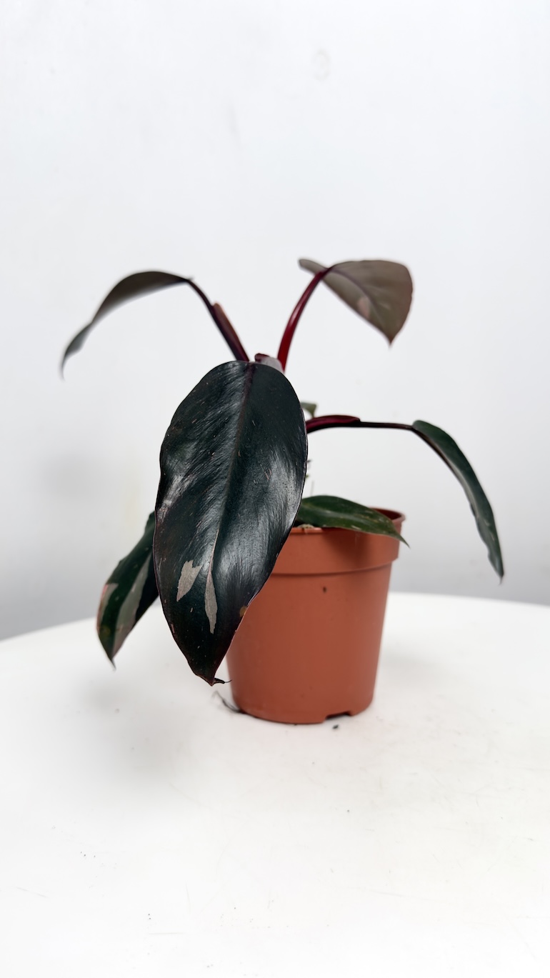 Philodendron Burgundy Princess