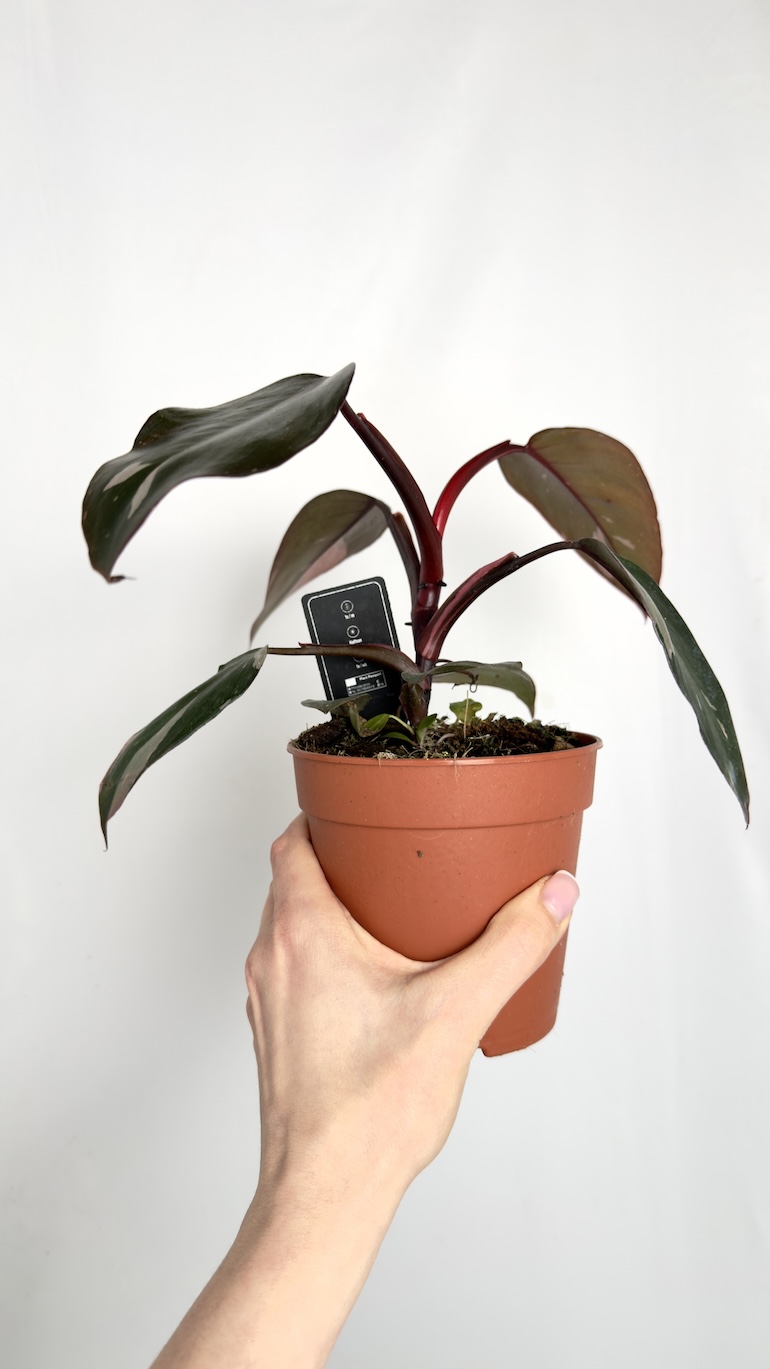 Philodendron Burgundy Princess