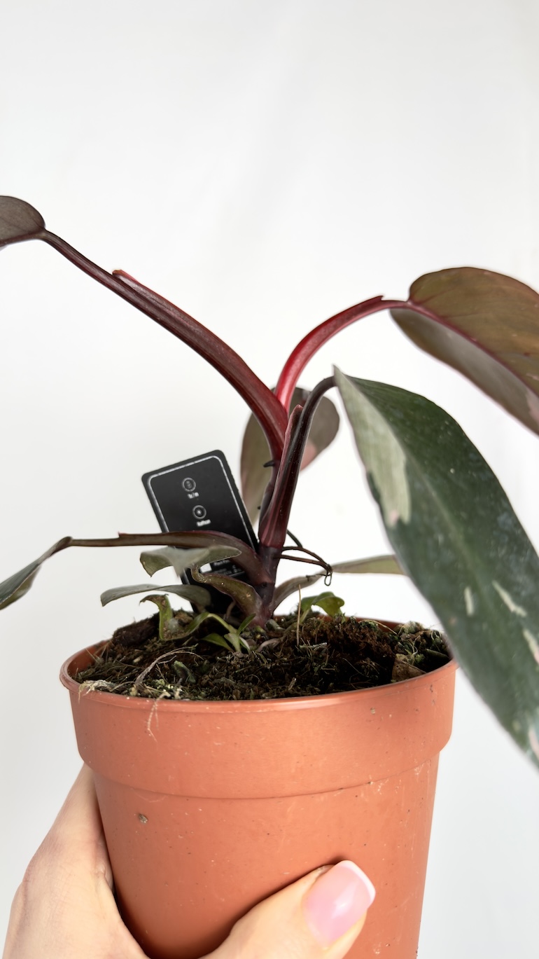 Philodendron Burgundy Princess