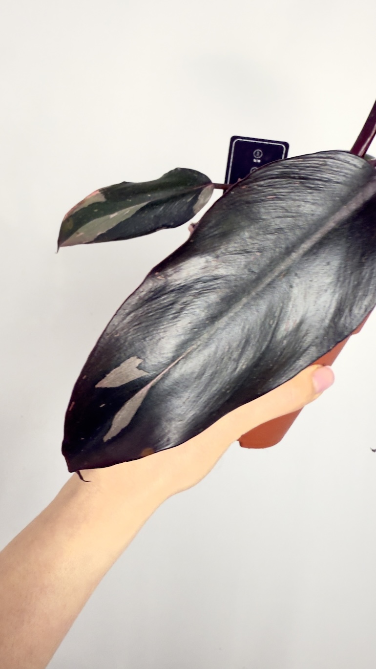 Philodendron Burgundy Princess