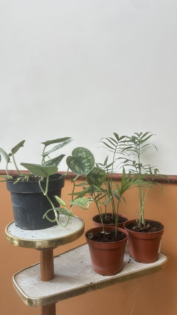 Mix roślin Adopcja