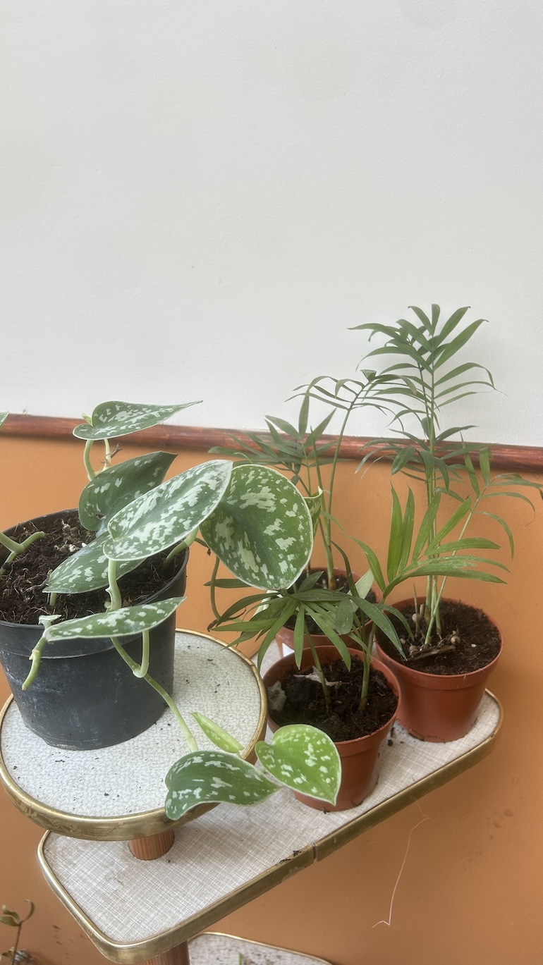 Mix roślin Adopcja