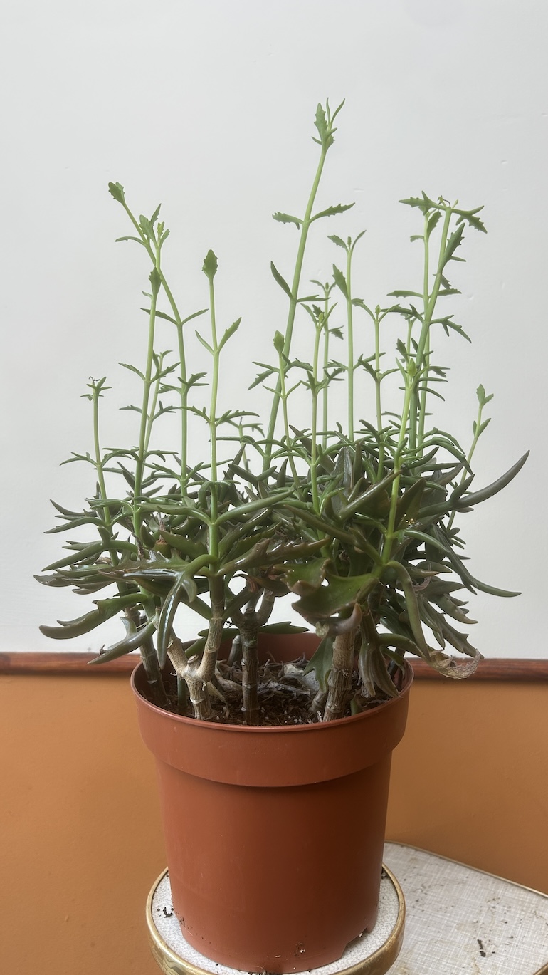 Crassula Adopcja