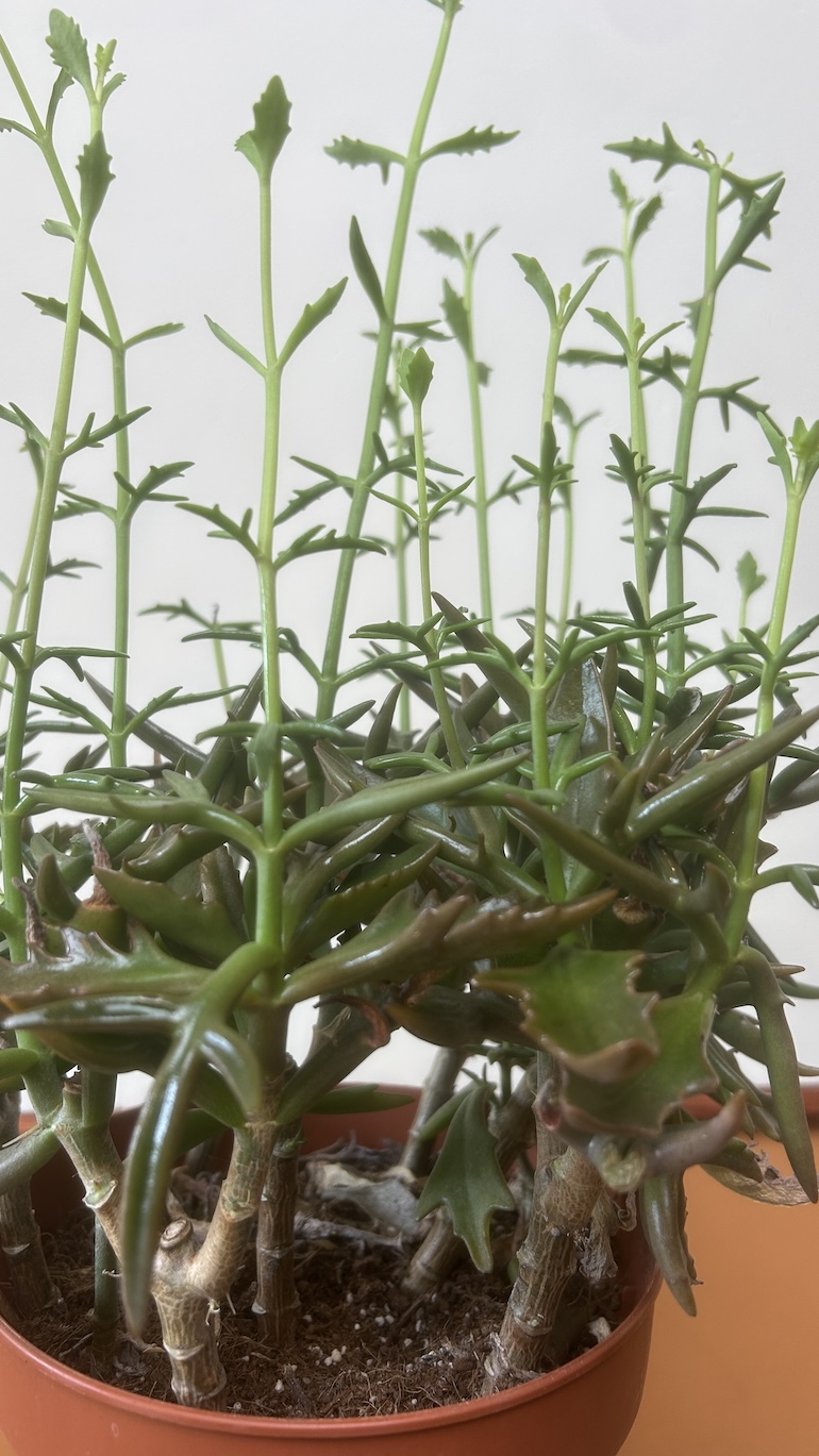 Crassula Adopcja