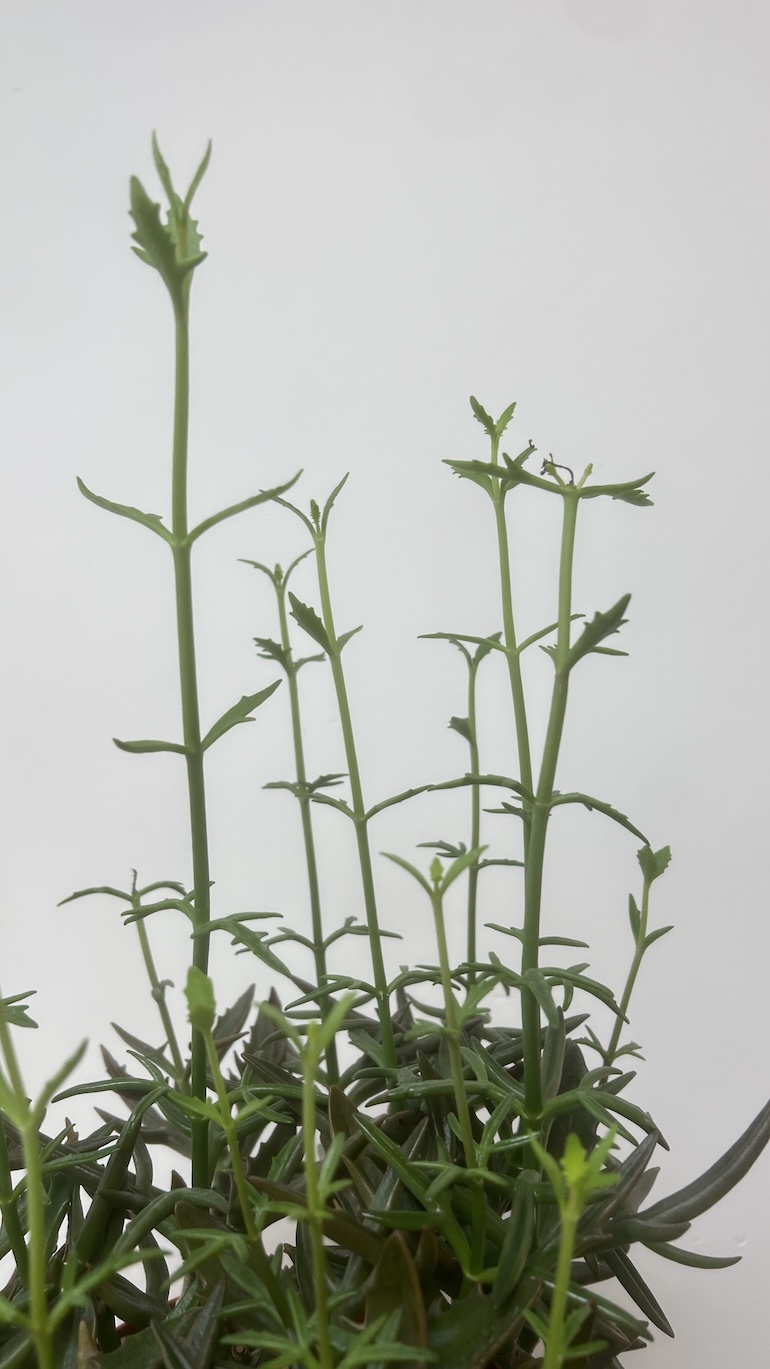 Crassula Adopcja