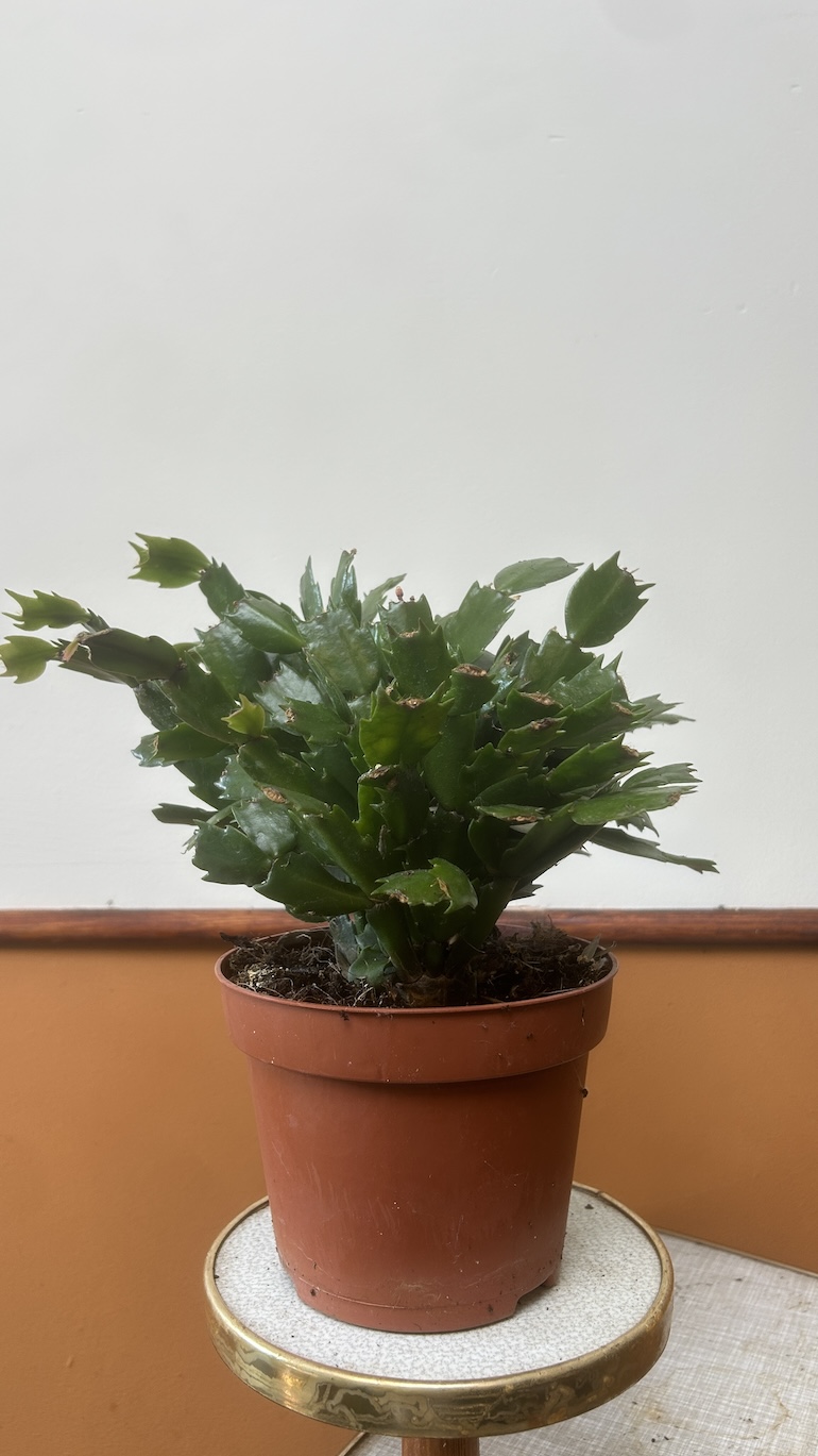 Grudnik mix kolor Adopcja