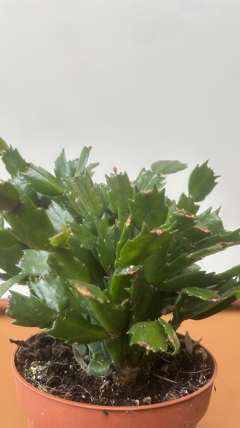 Grudnik mix kolor Adopcja