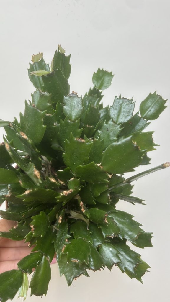 Grudnik mix kolor Adopcja