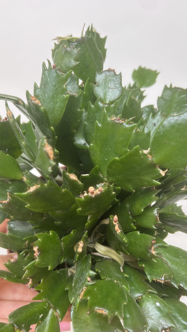 Grudnik mix kolor Adopcja