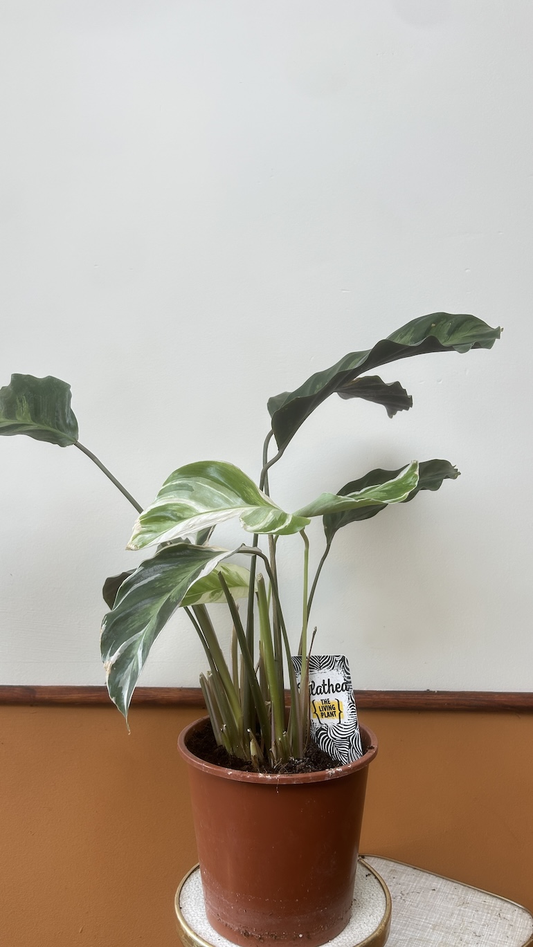 Calathea White Fusion Adopcja