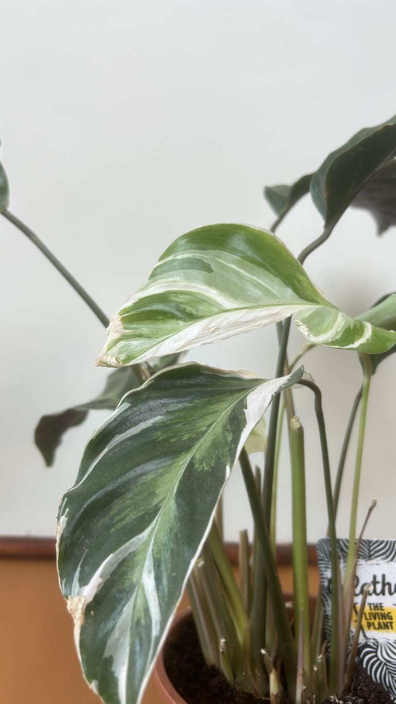 Calathea White Fusion Adopcja